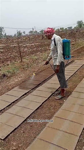 paddy seeder machine#Mahindra paddy transplanter#lovolharvester#tray type nursery#kisan technology