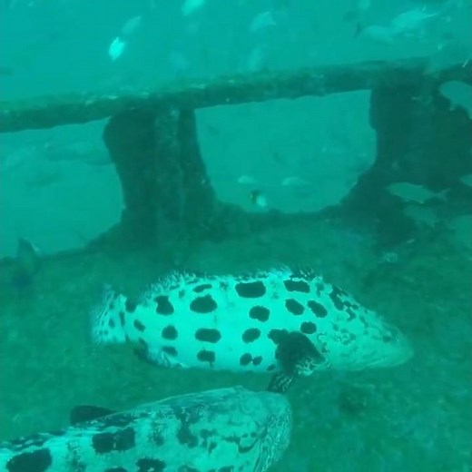 I Found 2 Giant Groupers Living in a Sunken Ship