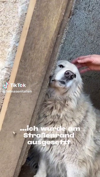 Die süße Mary sucht noch eine Pflegestelle oder ein Für Immer - Zuhause🥹🐾💞 Maremmano-Pastore-ähnliche Hündin Geboren: 2019 Charakter: anfangs schüchtern, sehr süß & gesellig Sie mag Menschen, Katzen und Hunde 🐕 Weiblich mittelgroß und 27- 30kg schwer. Sie war ganz allein, ausgesetzt am Straßenrand… Die Menschen gingen vorbei, ohne stehenzubleiben, ohne ihre flehenden Augen zu bemerken. 💔 Sie war ausgehungert – aber noch mehr sehnte sie sich nach Liebe. Nun bekommt sie hoffentlich auch ein Z