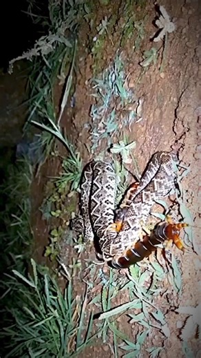 6.9K views · 34 reactions | CENTIPEDE VS SNAKE  Who will win? | Kwaliteee | Facebook