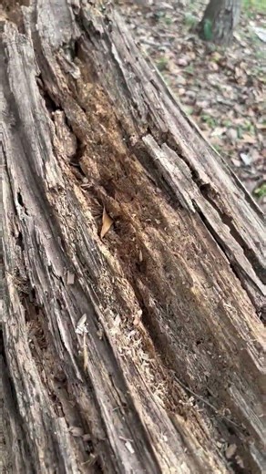 Fallen tree, cool grain pattern