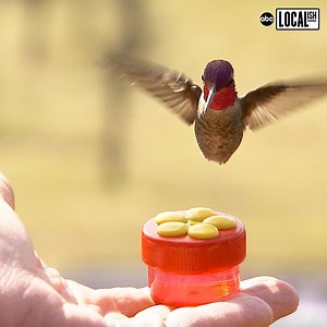 This woman's home is visited by hundreds of hummingbirds every single day. 🤯 More Localish: http://bit.ly/2Elfb3m | Localish