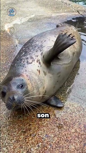 Why are seals known as “sea dogs”?