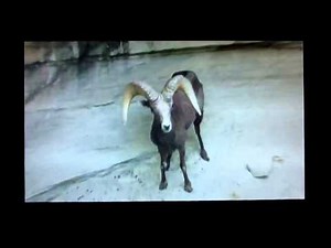 Untamed & Uncut Intro #3