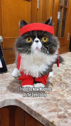 8.4K views · 5.6K reactions | Now that’s the kind of gym machine we would actually use! ️‍♂️ . . . #workoutmemes #workoutmeme #workoutmotivation #funnycat #catloversclub #gymcat #lolcats #catcomedy #catreel #persiancat | Walter Bishop the Cat | Facebook
