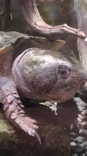 オオアタマガメ #zoo #tortoise #爬虫類 #亀 #オオアタマガメ #カミツキガメ #ワニガメ #水族館 #アクアトト