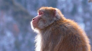 Explore macaque society in SW China's Xizang
