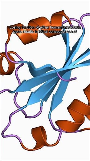 Discover Thioredoxin: Life's Essential Redox Protein