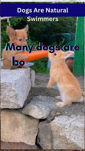 “Are Dogs Really Natural Swimmers? 🏊‍♂️🐶”