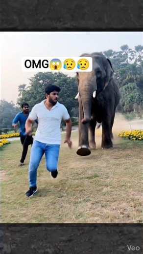 ​Maut ke muh se wapas! 😱 | Unbelievable Elephant Video #mrhari07