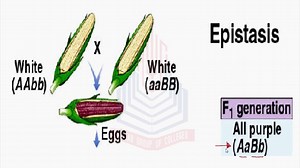 Epistasis
