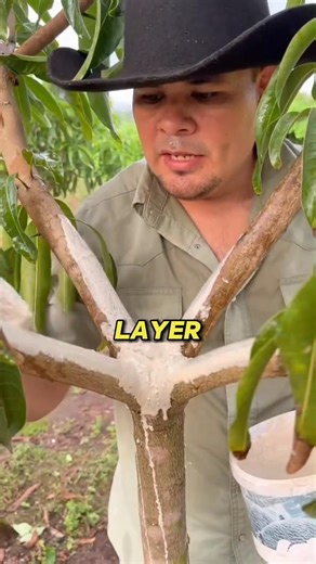 Why people paint TREE TRUNKS WHITE