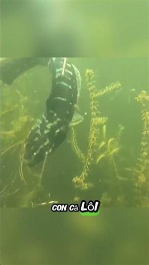 Divers dive deep into the Amazon to hunt for fish #shorts