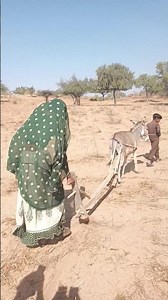 عرض ممتع خلف الجمل والحمار!#DesertLife #Camel #Donkey #VillageLife