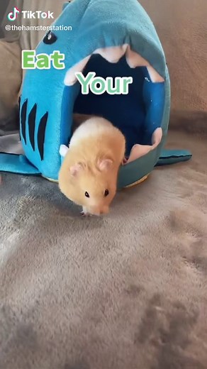 Can Hamsters Eat Cherry Tomatoes? Watch this Funny Messy Hamster Video!