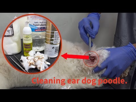 Cleaning ear dog.