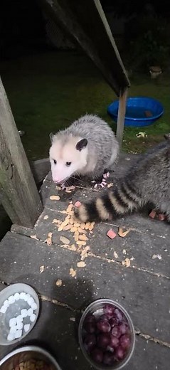 2 cats, a possum & a raccoon hanging out, sharing snacks, following rules of TWK! #raccoon #possums