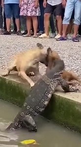 201K views · 1.7K reactions | Dog save child ! #dog #lizard #short | wildlife park | Facebook