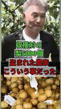 【速報】収穫前の梨5000個盗まれた農家、その裏で起きていたこととは…