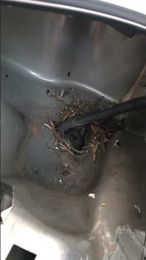 2014 Ford Focus replacing windshield wiper motor and cleaning built up leaf in the drains