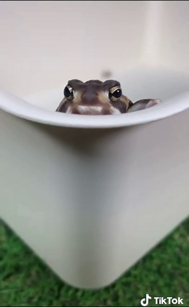 #greenscreenvideo #rainfrog#frog#frogtok#frogsoftiktok#africanbullfrog#frogs#froggy#toad#bullfrog#dumpy#dumpytreefrog#ribbit#animals#ribbits#frogss#amphibian#toad#toads#toadsoftiktok#toadtok#toadtiktok#toadlady#frogsquishmallow#happyfrog#babyfrog#tadpole#tadpoles#poisiondartfrog#dartfrog#animalsinthewild#dirt#crazyfrog#animalfight#mc#friends#frogcontent#frogvideos#frogmusic#singing#sound#notes#leapfrog#singing#happy#happyfrog#twater#fan#hiding#silly#sillyfrog#running#jumping#swimming#croak#call