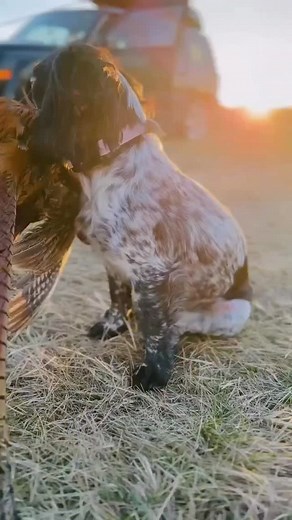 Honey Quill is the #birddogoftheday! She is a 1.5 year old English Cocker Spaniel from New Jersey. “We just got back from ND on wild birds, and got our first wood cock in Jersey today! She’s a field trial girly.” 📸 Francesca Ferraro #englishcockerspaniel #birddog | Bird Dog of the Day