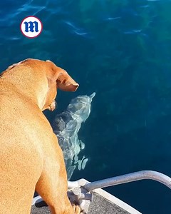 3.2K views · 283 reactions | This dying dog made a new friend before he passed away  | Daily Mail Australia | Facebook
