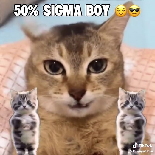 Sigma Cat Singing and Dancing Compilation
