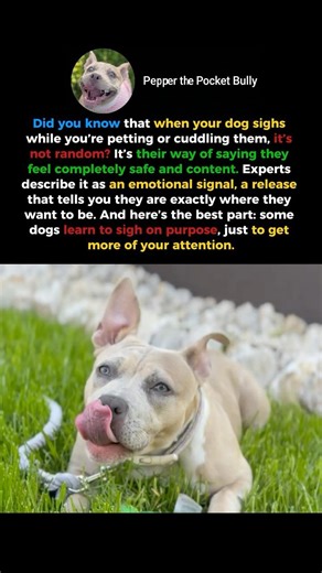 Your Dog Sighs When You Pet It — And It Means More Than You Think 🐾 #shorts