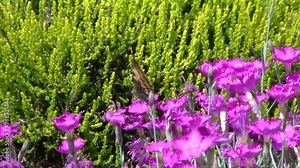 Pink spring flowers mini carnations and butterfly Small tortoiseshell, Aglais urticae and green heather twigs - real time and close-up shot. Topics: flowering, beauty of nature, lepidopterology