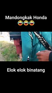 181 reactions | Race dogs @sorotan #berburu #hama #babihutan #hamapetani #fyp #viral #reels | Marawa Pro | Facebook