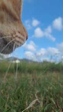 🐈 ☁️ Cloud Watching With Tigger - Lazy Sunday afternoon #clouds #cats #homestead #countrylife #sky