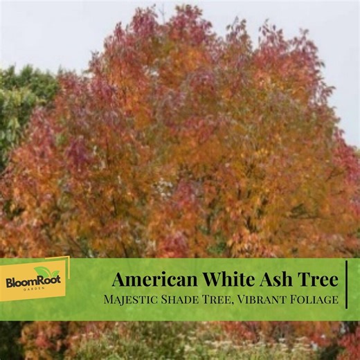 American White Ash Tree, Deciduous Hardwood, Vibrant Foliage, Bare Root (3 Trees) - Etsy
