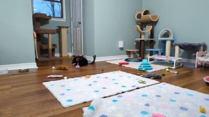 Tossing toys for kittens - and some slow-motion leaps! | Love & Hisses