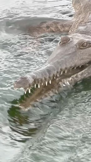 Damian 'Wildman' Duffy | • Work smarter not harder • Freshwater Crocodile waiting for lunch. This is very common behaviour for both Freshwater and Saltwater... | Instagram