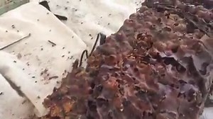 WATCH: Discover the secret life of native stingless bees in our new workshop! This footage was taken from our September workshop and you can join in this October! Bee enthusiasts from the Native Stingless Bee Rescue Group will be sharing their know-how on everything you need to know about keeping native bees in your own #SunshineCoast back yard. This is a practical session on how to care for a hive, how to split and transfer hives, the lifecycle of native stingless bees and even how to use bees 