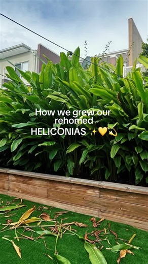 Transform your garden with free heliconia tips