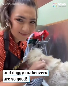 19K views · 168 reactions | These dog glow ups are all time.  | News.com.au | Facebook