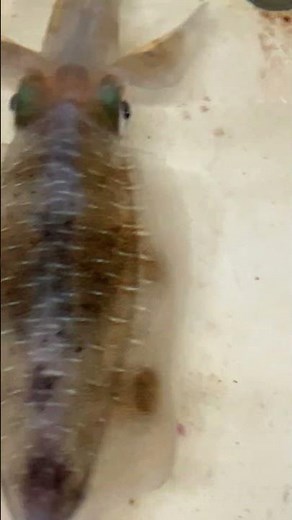 アオリイカのオスとメス、見分け方わかりますか？短い棒状模様がオス、斑点がメス。紋甲イカとともに、現在みなべ店で観賞用に飼育しています。#Shorts