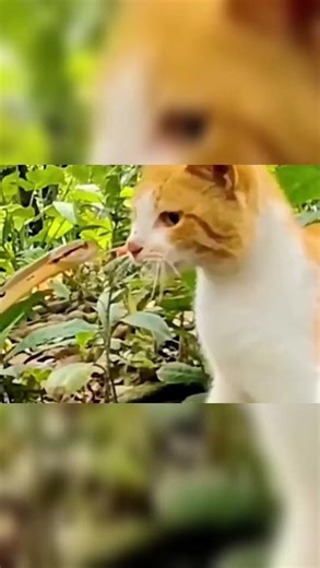 Why Do Cats Win To Snakes #shorts #facts#catvssnake