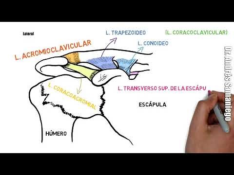 Anatomía de la Clavícula | Ligamentos y músculos | Fracturas | Caras Bordes Extremos
