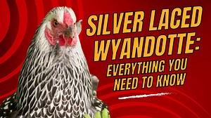 Silver Laced Wyandotte: Characteristics, Egg Production, Price, and More!