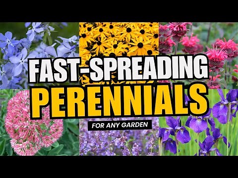 7 Fast-Spreading Perennial for a Vibrant Landscape All Year Round! 😍🌸