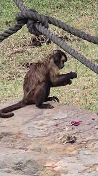 '' The Clever Mind of the Tufted Capuchin Monkey ''