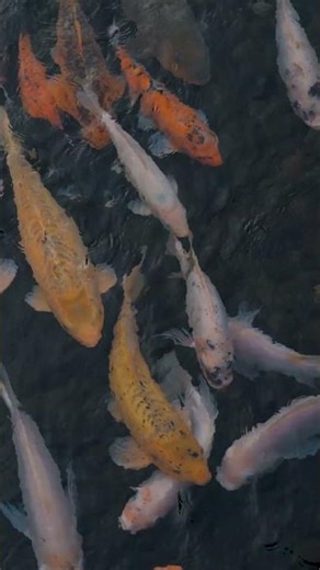 Short Koi Fish Pond Relaxation Scene 🐟