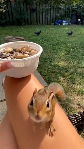 He gets SO mad at her when she tries to feed another chipmunk 😅💛 Keep up with Charlie The Chipmunk on Instagram: http://thedo.do/charliethechip | The Dodo
