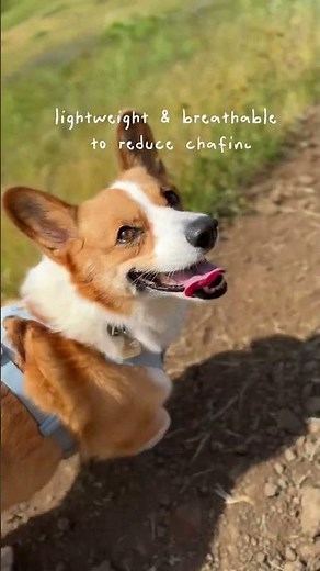 Corgi Approved Harness ✅