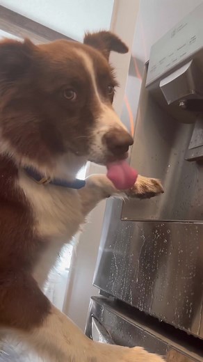 Funny Dog Drinks Water in Hilarious Drunk Moment