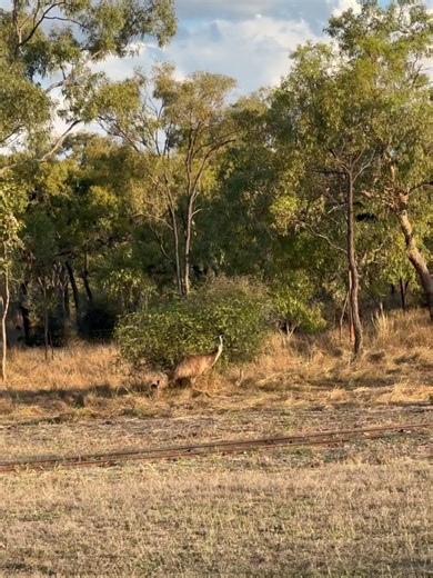 Atherton Tablelands on Instagram: "Big birds come standard out here. Cassowaries in the rainforest, emus on the open country and #MtGarnet delivering the kind of roadside moment you do not forget in a hurry. Summer adventures run on surprises like this… who is keen for the next one? 🎥 FB/@megsmaguire__ @tropicalnorthqueensland #exploretnq @queensland #visitqueensland @australia #seeaustralia"