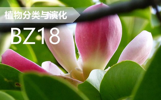 【植物分类与系统发育】BZ18 木兰目 木兰科 木莲属